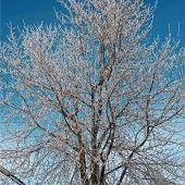 Zauberhafte Kreationen