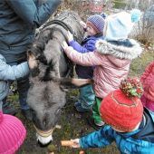 Esel zu Besuch im Kindergarten Willing