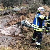 Alles noch mal gut gegangen – Pferd aus Moor gerettet