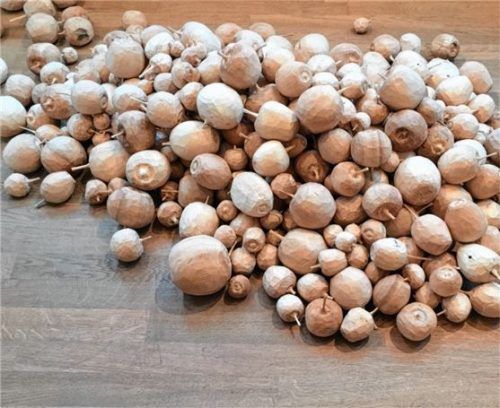 Äpfel aus Holz – für jeden Tag des Jahres hat Regina Marmaglio einen Apfel geschnitzt. Foto re