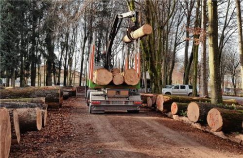 Anlieferung von Baumstämmen am Strandkurhaus in Waging am See.Foto re