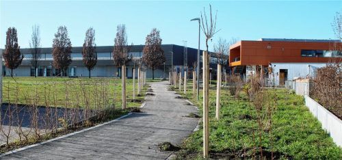 Aufgereiht stehen die Kugel-Ahorne an der Dr.-Max-Hofmann-Straße, sie wurden jetzt von den Bauhof-Mitarbeitern gepflanzt. Foto Riediger