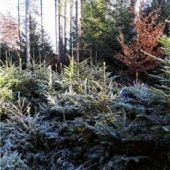 Oh Tannenbaum, oh Tannenbaum