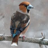 Kirschkerne als Leibgericht