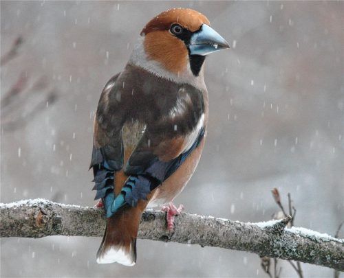 Beim Kernbeißer sind Männchen und Weibchen sehr ähnlich gefärbt. Foto Hoheneder