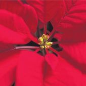 Schön, aber hochgiftig