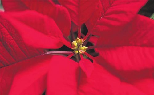 Beliebt, aber ziemlich giftig: der Weihnachtsstern. Foto Dpa/Warnecke