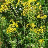 Achental: Blutbären-Raupe wird eingesetzt