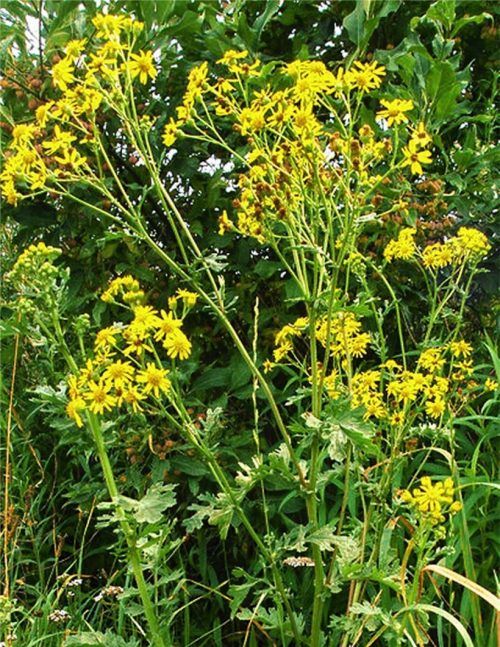 Das giftige Kreuzkraut bereitet sich in Bayern immer weiter aus. Vor allem auf ungepflegten und schlecht gedüngten Flächen wie Weiden und Pferdekoppeln finde das Jakobskreuzkraut guten Nährboden.Foto dpa