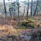 Schätze der Eiszeit wiederentdecken