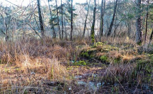 Der Kesselsee zwischen Steppach und Staudham gehört zu den wertvollen Einszeitrelikten. Foto Burlefinger