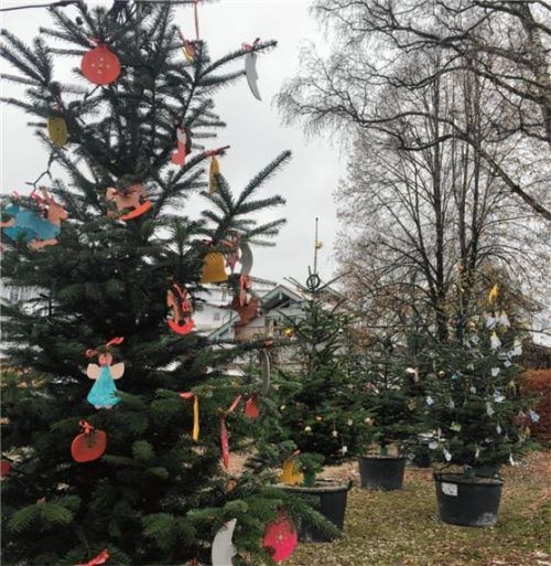 Die Bäume im Priener Winterwald haben Schulklassen und Kindergartenkinder geschmückt.Foto  Mischii