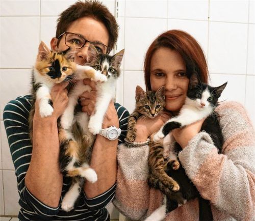Die Katzenkinder Sissi, Smartie, Sophie und Sandor sind für Streicheleinheiten immer dankbar. Doris Zednik und Carolin Pech (von links) sind sogar am Heiligabend für ihre Schützlinge da.Foto  Gerlach