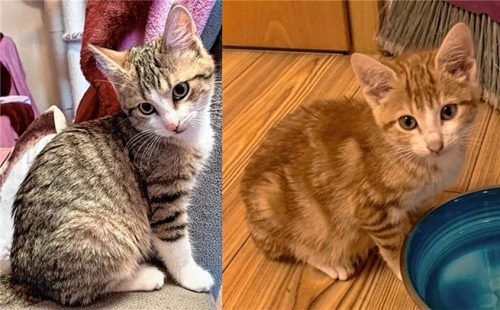 Die kleine Niko (rechts) und Finni wurden auf einem Bauernhof geboren und kamen oft zu kurz. Foto  re