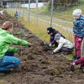 Eine Hecke als grüne Barriere