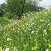 Artenvielfalt durch Landwirtschaft