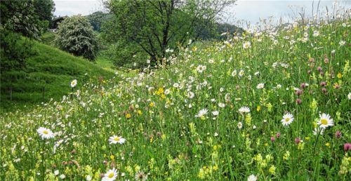 Eine der blütenreichen Heuwiesen im Ruhpoldinger Talraum. Foto Landratsamt