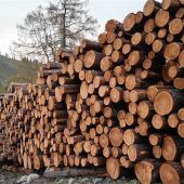 Kahlschlag: Rätselraten hält an
