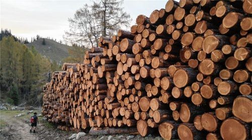 Eine Menge Holz: Das blieb von den Lärchen am Brünnstein übrig. Ansonsten bleiben viele Fragen. Foto Adamczyk