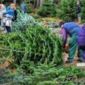 Nichts geht über die Nordmanntanne