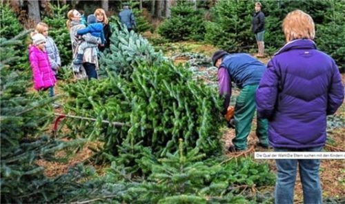 Immer mehr Käufer suchen sich bei Familie Mußner ihren Baum direkt auf dem Feld aus.Foto günster