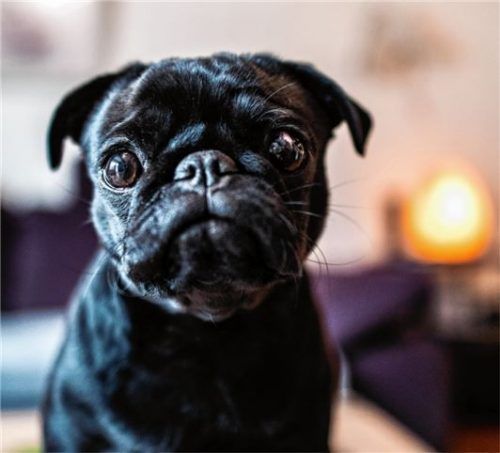 In China wurde im Jahr 1994 entschieden: Jeder Haushalt darf höchstens einen Hund haben. Foto dpa