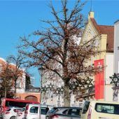 Winterlinden werden verschwinden