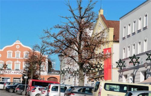 Linden ade, scheiden tut weh: Von einer Vergreisung spricht ein Baumexperte, den die Planerin Christina Lehner zur Bewertung der Vitalität der Linden herangezogen hatte. Bis auf eine fallen alle dem Kahlschlag zum Opfer.Foto Jaensch