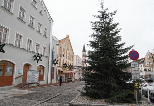 Mächtig steht sie da am Stadtplatz: Die Tanne vom Schermer Bach stand auf städtischem Grund. Es ist nachvollziehbar, dass die Bauhofmitarbeiter die Eigentumsverhältnisse nicht hinterfragt haben. Warum auch? Natascha Engelmann sagt: „Nachdem er auf städtischem Grund gewachsen ist, ist er auch das Eigentum der Stadt!“Fotos Enzinger/Von Roennebeck