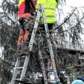 Ein Weihnachtsbaum fürs ganze Dorf