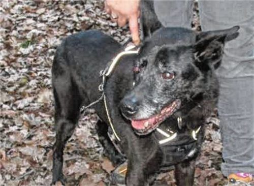 Freundlicher Rocky hofft auf ein liebevolles Zuhause. Foto re