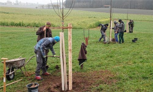 Rund 350 Hochstamm-Obstbäume hat der Landschaftspflegeverband Traunstein in diesem Jahr für die Anlage bzw. Ergänzung von Streuobstwiesen im Landkreis Traunstein ausgeliefert. Bei der Pflanzaktion in diesen Tagen nördlich von Traunstein gab es viele helfende Hände. Foto Oberkandler