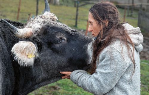 Sanft und friedlich ist Ochse Duriduck. Unser Bild zeigt das seltene Rätische Grauvieh mit seiner Besitzerin Tania Jell aus Schnaitsee.Fotos Günster