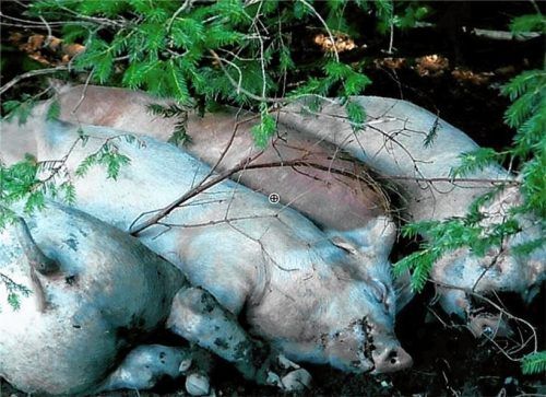 Saumüd: Waldschweine kauern sich in ihrer Schlafkuhle im Wald aneinander.