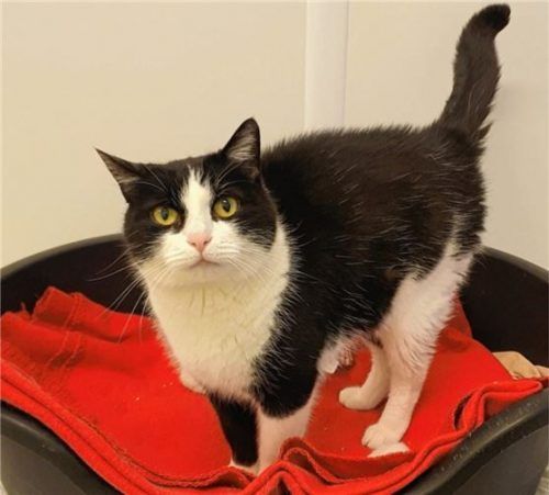 Sissi hofft auf ein stressfreies Leben in einem neuen Zuhause. Foto re