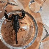 Skorpion zum Frühstück