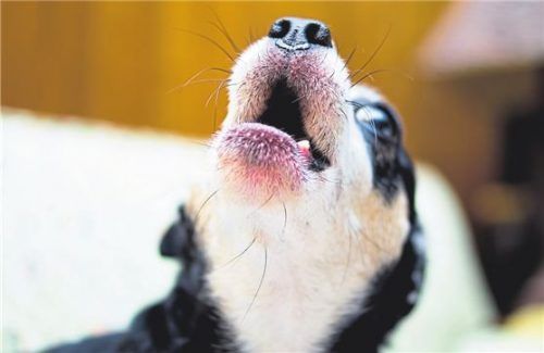 Süß, aber nervig: Dauergeheule eines Hundes kann den Hausfrieden empfindlich stören.Foto Shutterstock