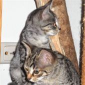 Schmusige Schwestern