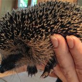 Hilfe für Igel in Not
