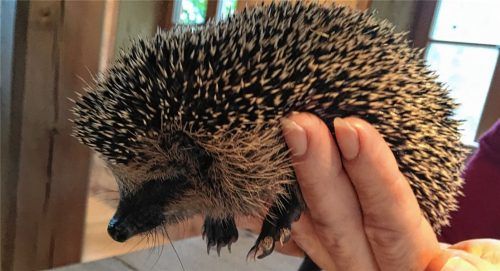 Igel haben es heutzutage schwer, zu überleben. Schuld sind trockene Sommer, „aufgeräumte“ Gärten und rücksichtslose Autofahrer. Foto Duczek