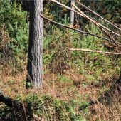 Jugendliche im Naturschutz aktiv