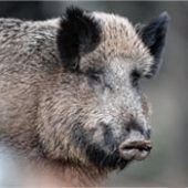 Schwarzwild auf dem Vormarsch