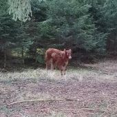 Was macht die Kuh im Wald?