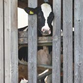 Tierhaltungsverbot im Allgäu verhängt