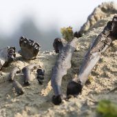 Frühaufsteher „Udo“ kommt ins Museum