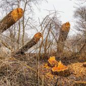 Fleißige Biberam „Sauloch“