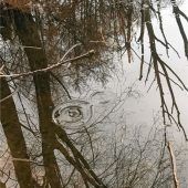 Bäume stehen Kopf