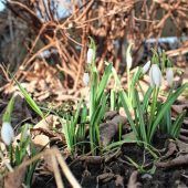 Frühlingsboten in Schäfersiedlung