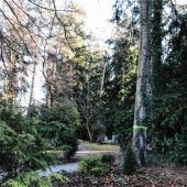 Fällarbeiten auf dem Friedhof