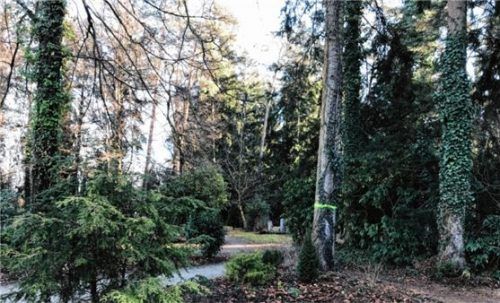 Auf dem Waldfriedhof in Waldkraiburg müssen Bäume gefällt werden, um die Sicherheit der Besucher zu garantieren und weiteren Schädlingsbefall der Bäume einzudämmen. Foto re